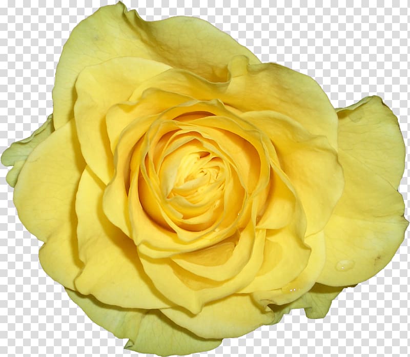 Garden roses Yellow Cabbage rose Petal Portable Network Graphics, yellow petals transparent background PNG clipart
