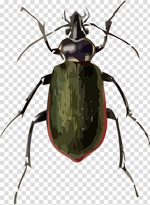 Beetle Drawing Fiery searcher Sketch, beetle transparent background PNG clipart
