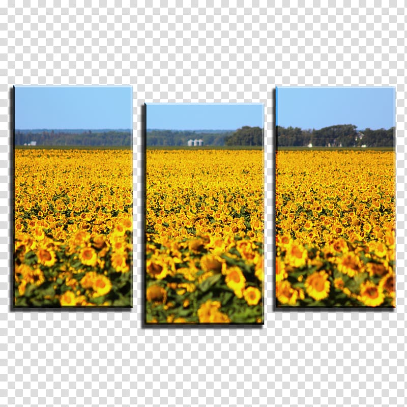 Canvas print Printing Giclée Art, Sunflower field transparent background PNG clipart
