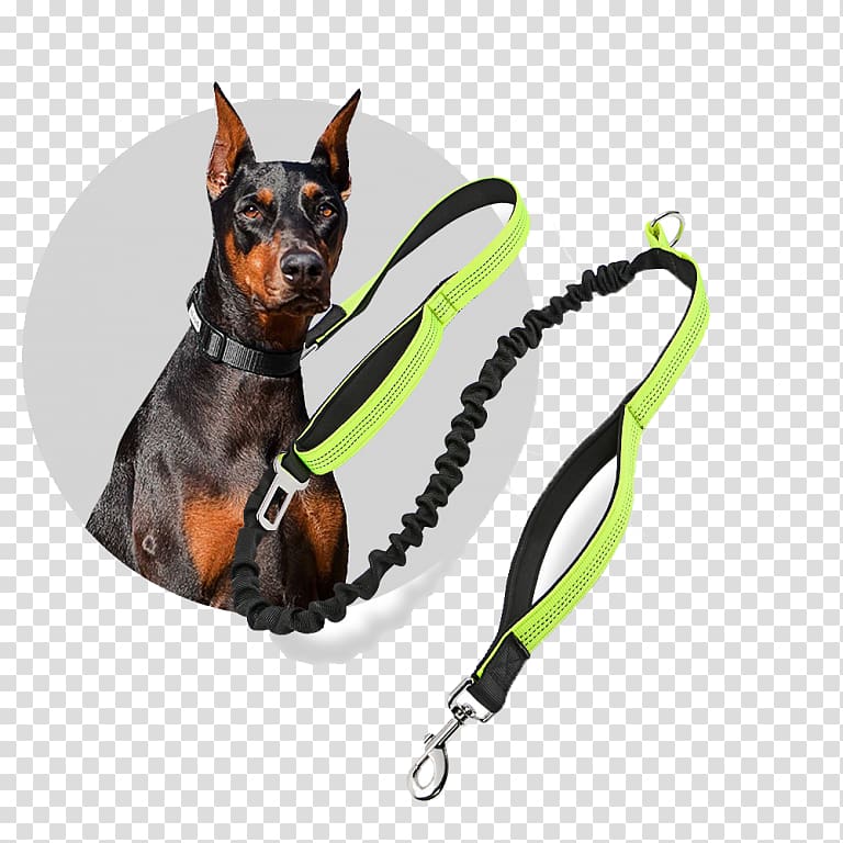 Miniature Pinscher Leash Prague ratter German Pinscher Dog collar, dog leash transparent background PNG clipart