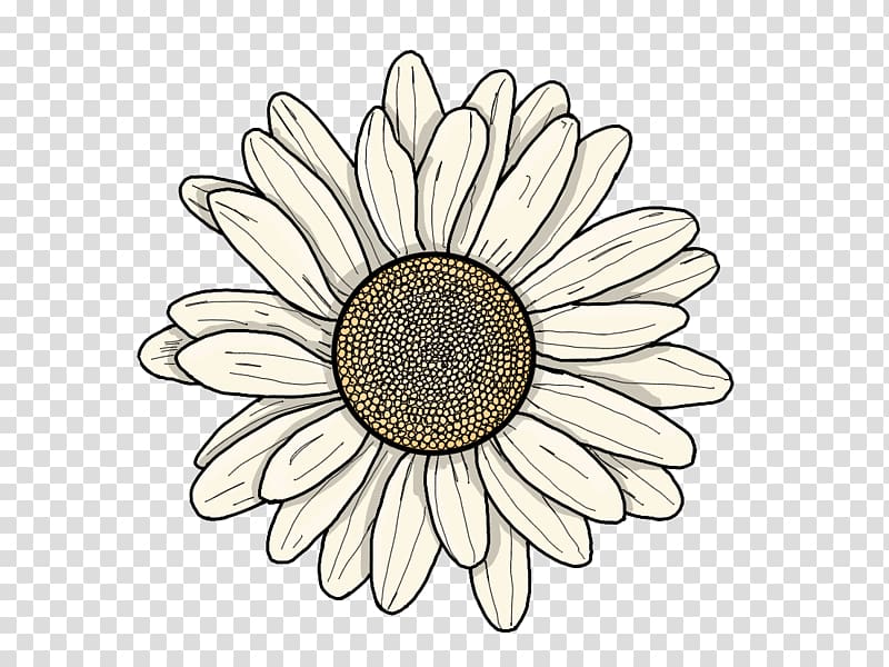 Common sunflower YouTuber Drawing Transvaal daisy, Dandelion leaves transparent background PNG clipart