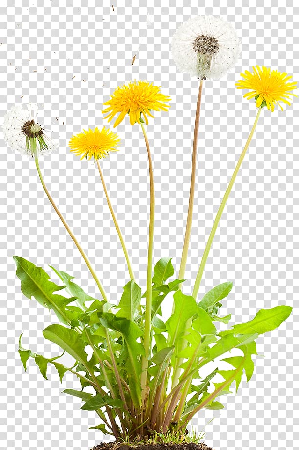 Weed control Weeds of North America Lawn Critique of Modern Youth Ministry, Dandelion Drawing transparent background PNG clipart