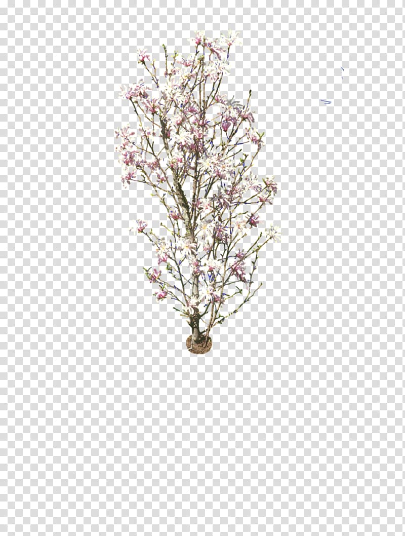 Plum blossom Common plum, Plum flower transparent background PNG clipart