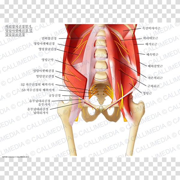 Sacral plexus Lumbar plexus Iliohypogastric nerve Ilioinguinal nerve, Lumbar Plexus transparent background PNG clipart