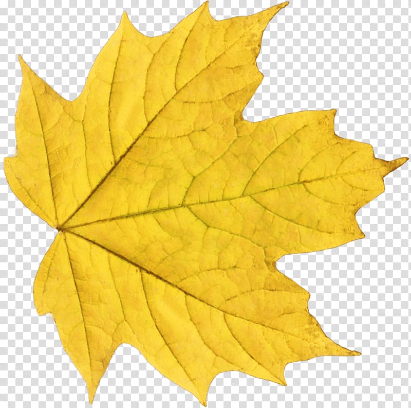 yellow maple leaf, Yellow Maple Leaf transparent background PNG clipart