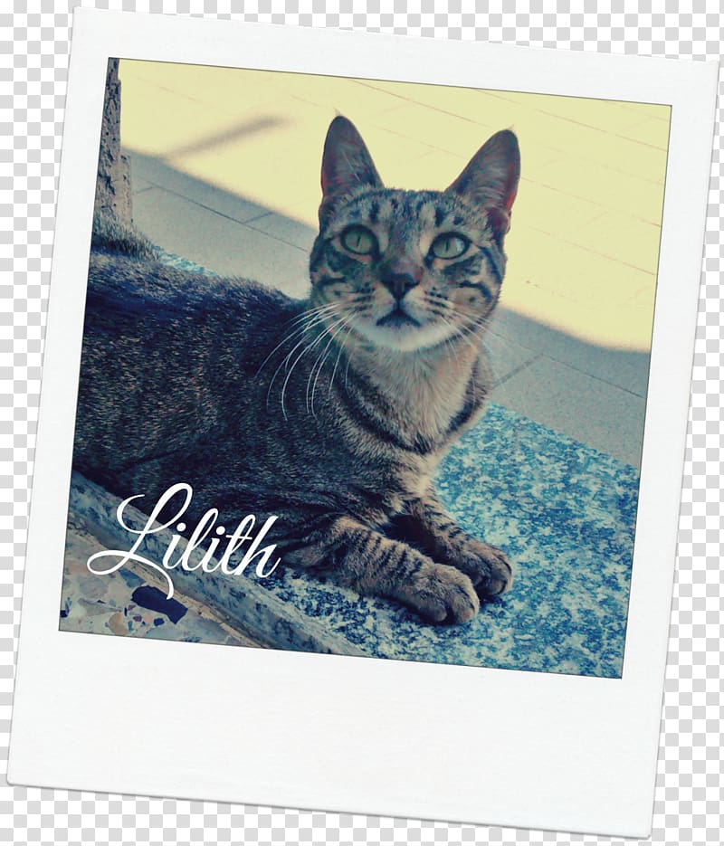 Tabby cat American Shorthair California spangled Dragon Li Kitten, kitten transparent background PNG clipart
