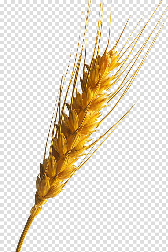 Emmer Information, wheat transparent background PNG clipart