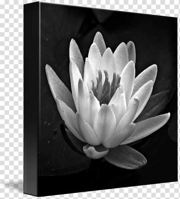 Black and white Gallery wrap Canvas Art, white blur transparent background PNG clipart