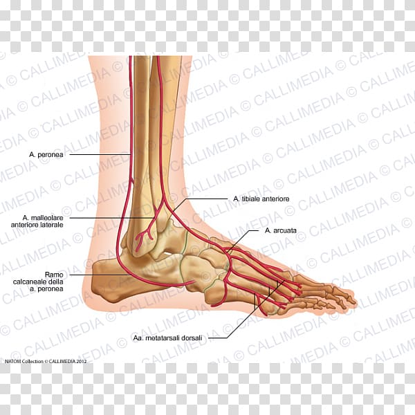 Thumb Foot Dorsalis pedis artery Anterior tibial artery, uomo transparent background PNG clipart