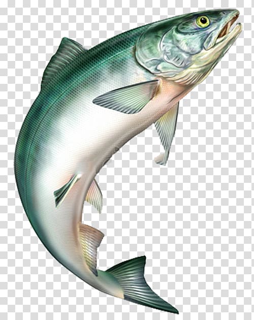 jumping fish transparent background PNG clipart