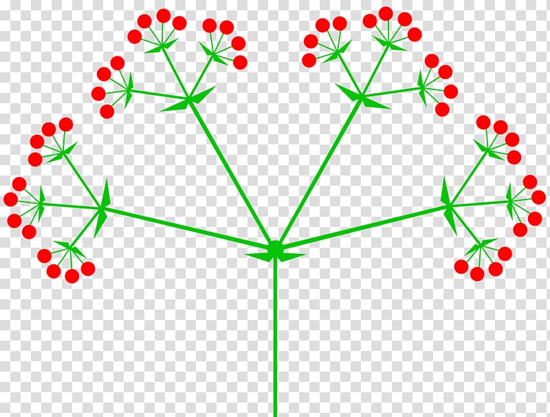 Inflorescence Umbel Raceme Flower Pseudanthium, flower transparent background PNG clipart