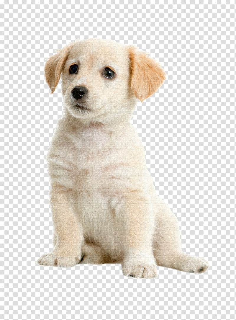 puppy transparent background PNG clipart