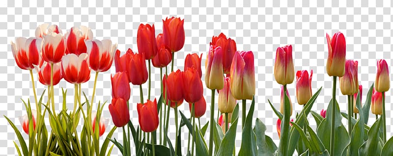 Flower Tulip Spring March Equinox Bud, tulips transparent background PNG clipart