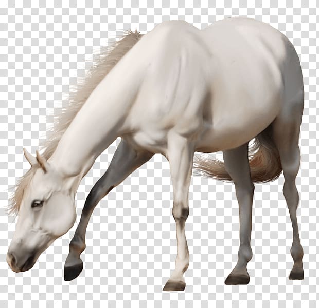 white horse, Beautiful White Horse transparent background PNG clipart