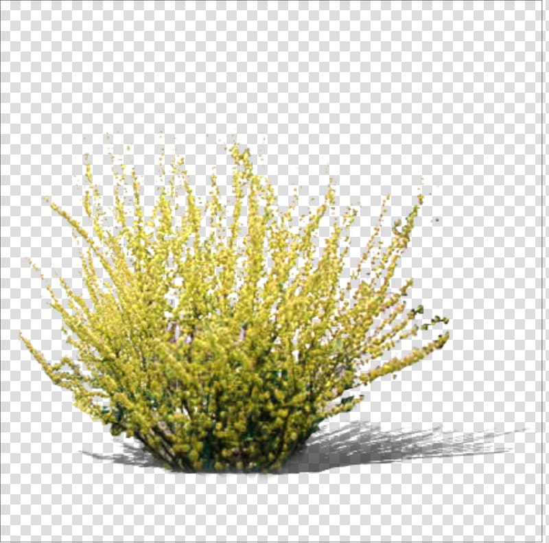 yellow leafed plant , Yellow RGB color model, Grass transparent background PNG clipart