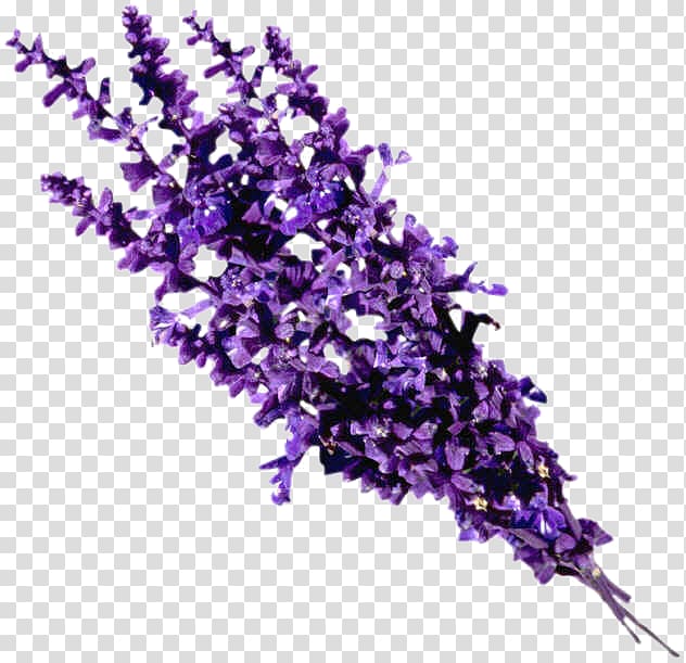 purple lavender flowers illustration, Essential oil Lavender oil Perfume, lavanda transparent background PNG clipart