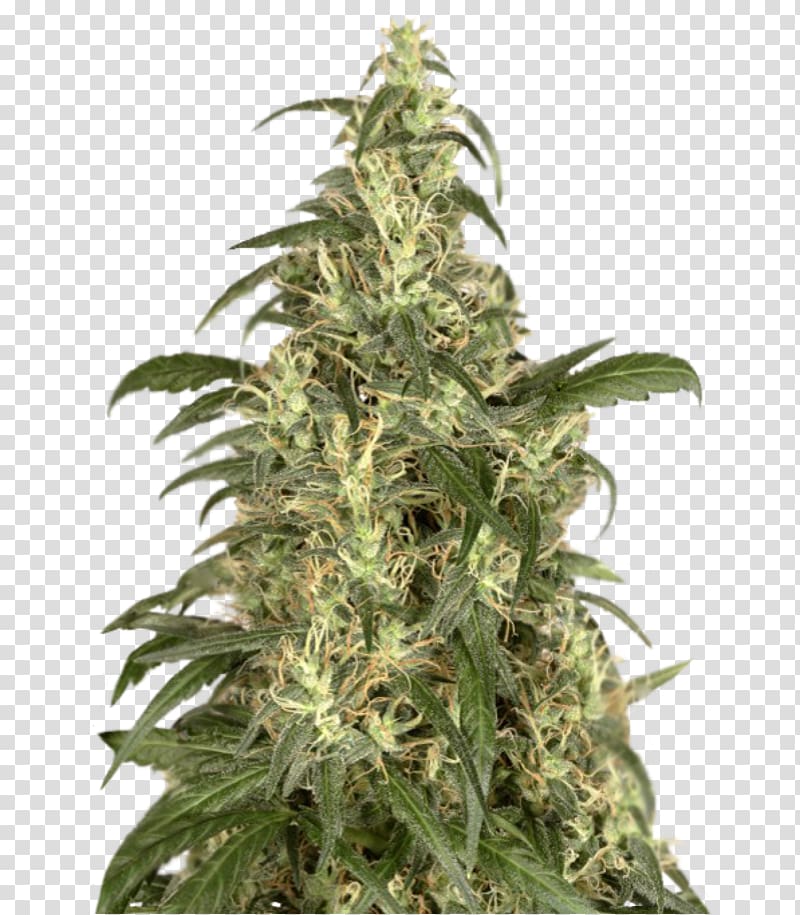 Cannabis Cup Skunk Haze Seed, skunk transparent background PNG clipart