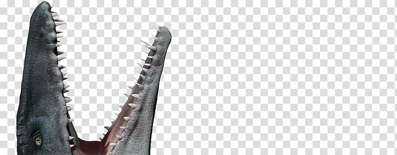 Mosasaurus Velociraptor Dinosaur Jurassic Park Plesiosaurus, Mosasaurus transparent background PNG clipart