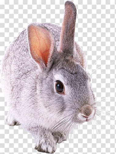 Holland Lop Rex rabbit Tan rabbit Domestic rabbit Netherland Dwarf rabbit, rabbit transparent background PNG clipart