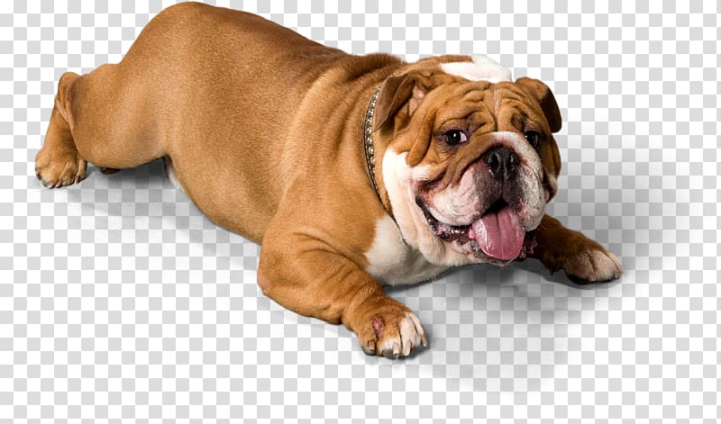 Dorset Olde Tyme Bulldogge Olde English Bulldogge Toy Bulldog Valley Bulldog Australian Bulldog, puppy transparent background PNG clipart