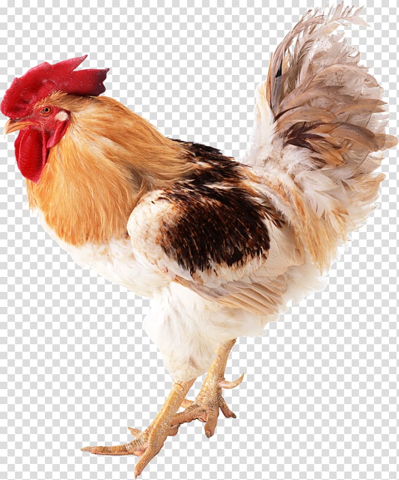 Fried chicken Domestic duck Bird Rooster, rooster transparent background PNG clipart