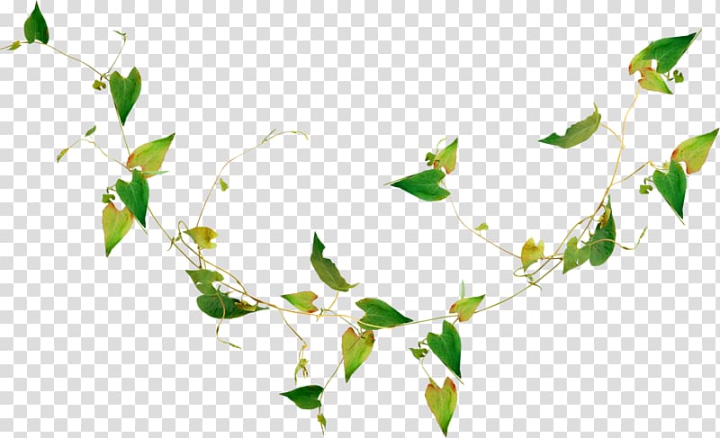 Leaf Nature Plant Render, green leaves transparent background PNG clipart