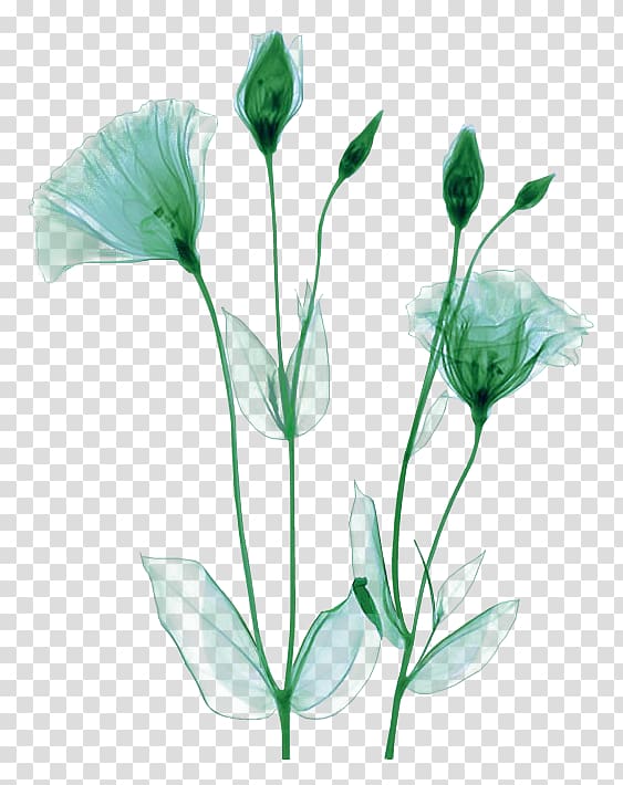 X-ray grapher Flower Artist, grapher transparent background PNG clipart