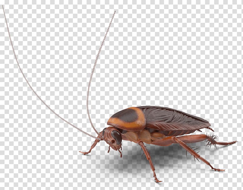 Cockroach Insect Pest Control Rentokil Initial, cockroach transparent background PNG clipart