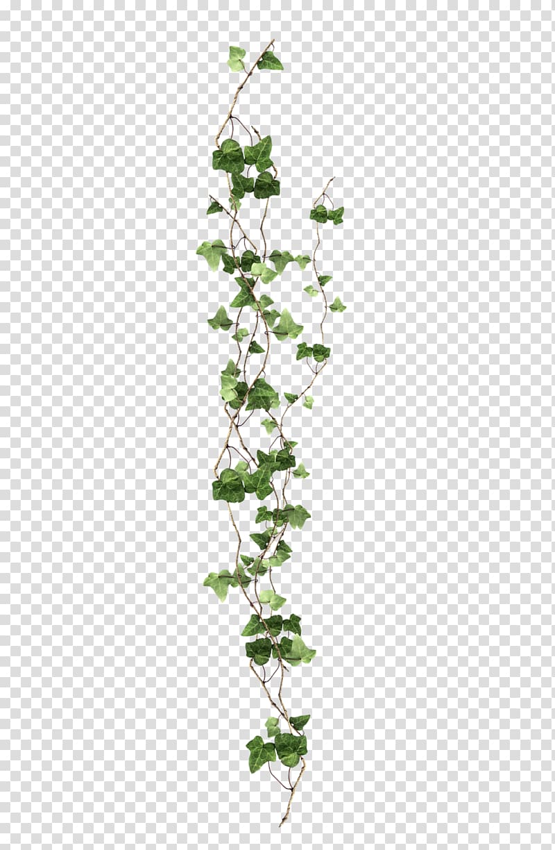 Vine Ivy Plant, vine, green leafed plant transparent background PNG clipart