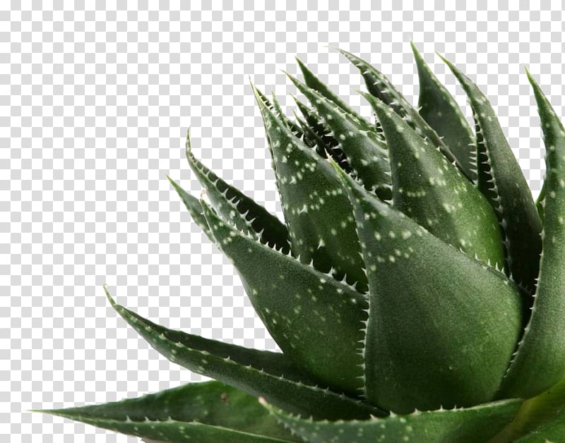 Aloe vera Gel Plant, Aloe transparent background PNG clipart