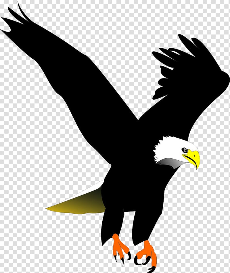 Bald Eagle Bird , Black eagle feathers transparent background PNG clipart