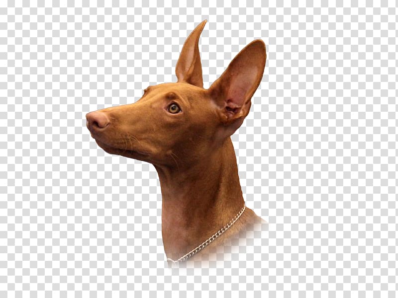 Dog breed Pharaoh Hound Cirneco dell\'Etna Pig\'s ear Pinscher, Daniel Loss transparent background PNG clipart