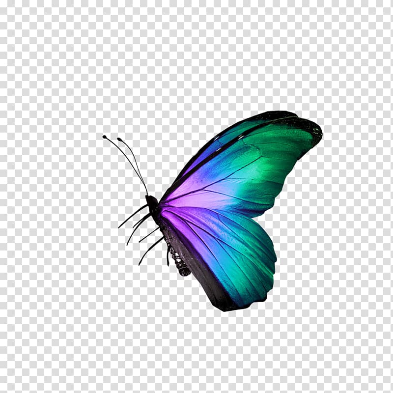 Butterfly Raster graphics Icon, butterfly transparent background PNG clipart
