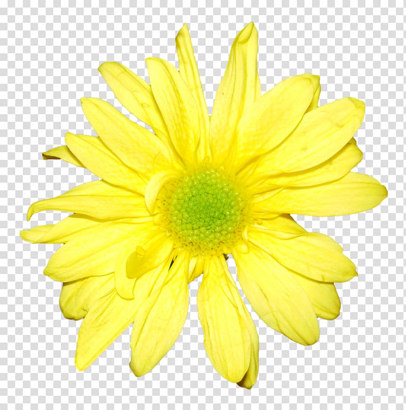 Yellow Flower Chrysanthemum Orange White, orange flower transparent background PNG clipart