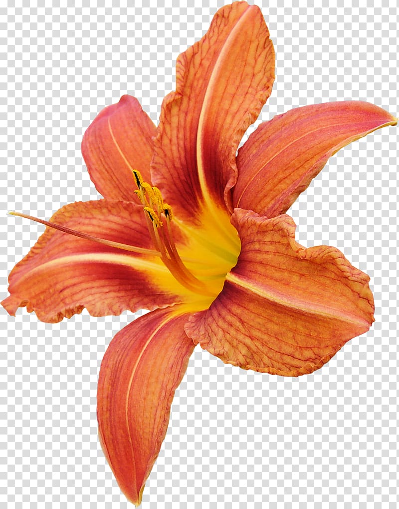 Cut flowers Orange Lilium, flower transparent background PNG clipart