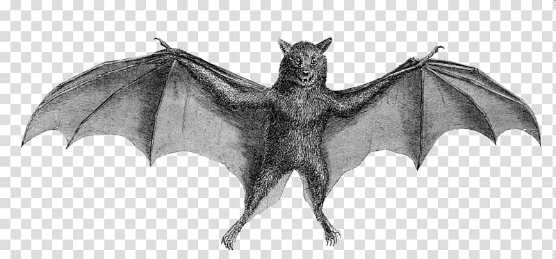 Common vampire bat Illustration, Bat sound wave detection transparent background PNG clipart