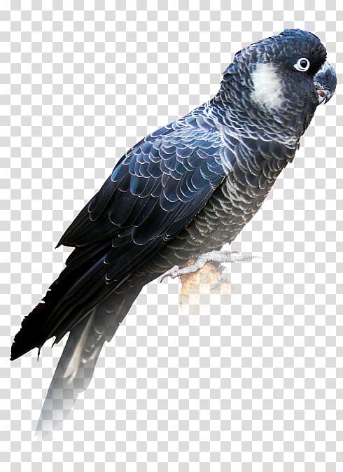 Bird Carnaby\'s black cockatoo Yellow-tailed black cockatoo Red-tailed black cockatoo, Bird transparent background PNG clipart