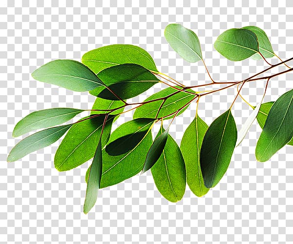 Leaf Eucalyptus polybractea Lemon-scented gum Alamy , Leaf transparent background PNG clipart