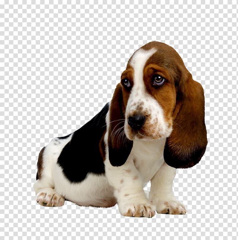 Basset Hound Puppy Beagle Basset Artésien Normand Bloodhound, puppy transparent background PNG clipart