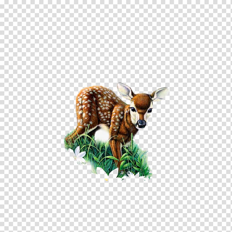 Red deer Roe deer , Deer transparent background PNG clipart