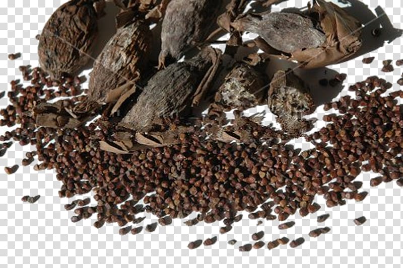 Aframomum melegueta Spice Pepper Seed West Africa, Sumac transparent background PNG clipart