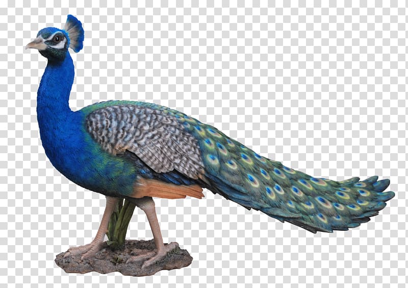 Dog Peafowl Cat Bird The arts, Peacock transparent background PNG clipart