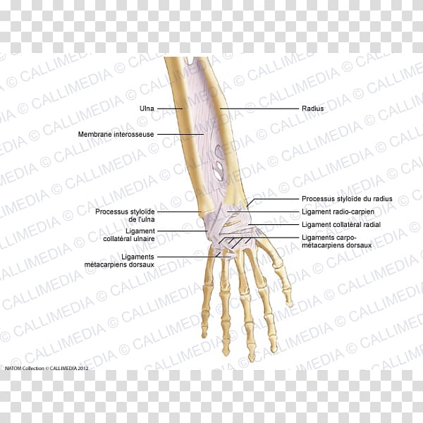 Thumb Forearm Ligament Anatomy Hand, hand transparent background PNG clipart