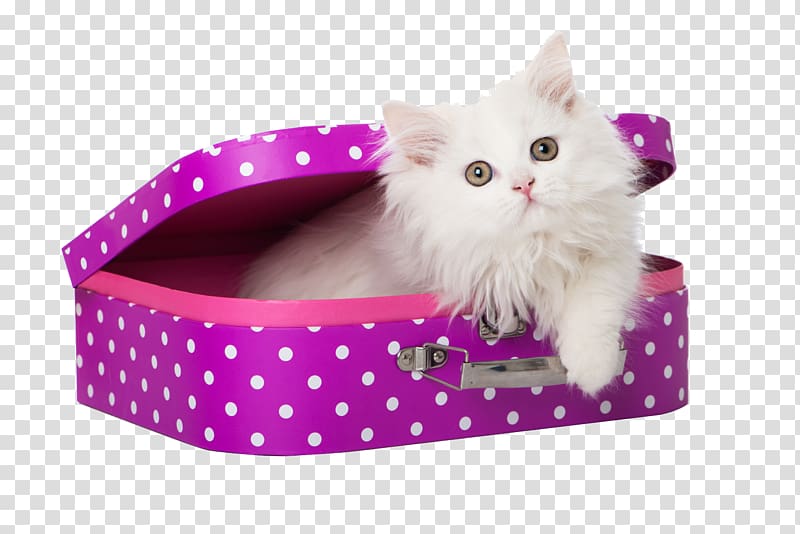 Persian cat Himalayan cat Kitten Cat food Pet, Cartridges cat transparent background PNG clipart
