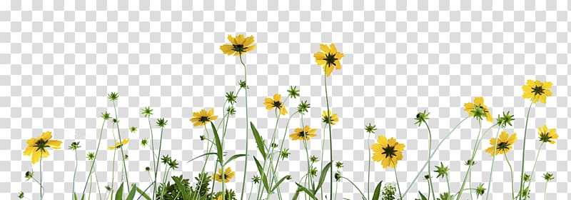 Oxeye daisy i Chamomile , chamomile transparent background PNG clipart