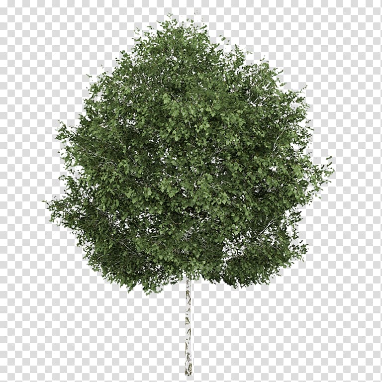 Silver birch Tree Quaking aspen Deciduous, tree transparent background ...