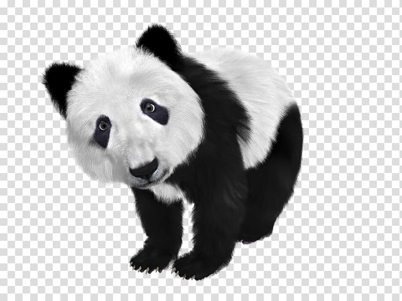 Giant panda Bear Cuteness, koala transparent background PNG clipart