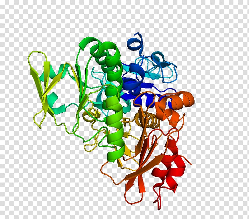 Apoptosis-inducing factor Cell Apoptotic DNA fragmentation Caspase, others transparent background PNG clipart