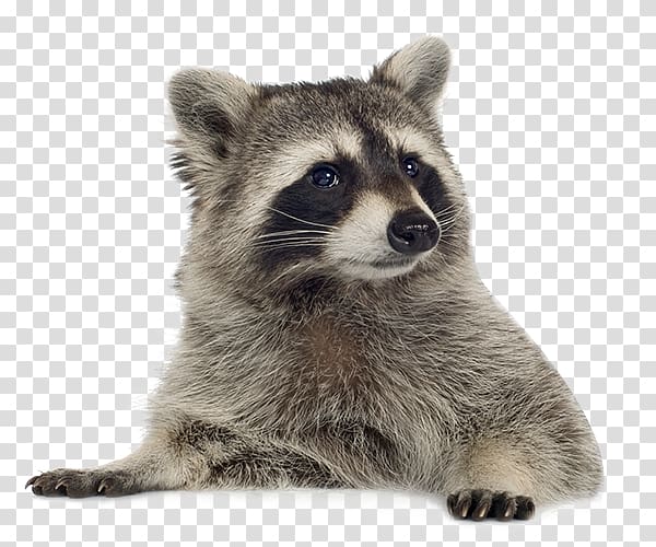 gray raccoon, Raccoon , Raccoon transparent background PNG clipart