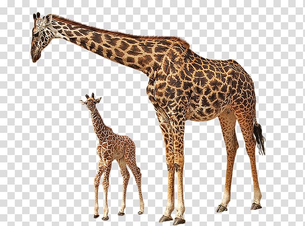 Rothschild's giraffe file formats , giraffe transparent background PNG clipart